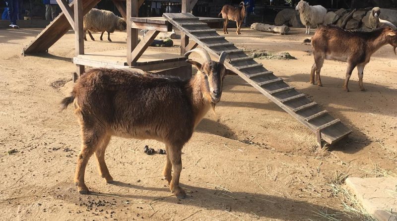 San Clemente Island goats and Navajo-Churro sheep