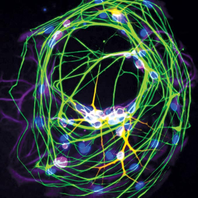 nerve cell circuits