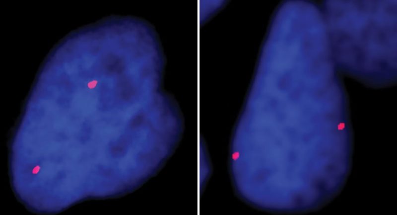 CRISPR-GO moving genes in nucleus