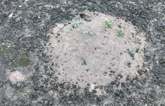 plants sprouting