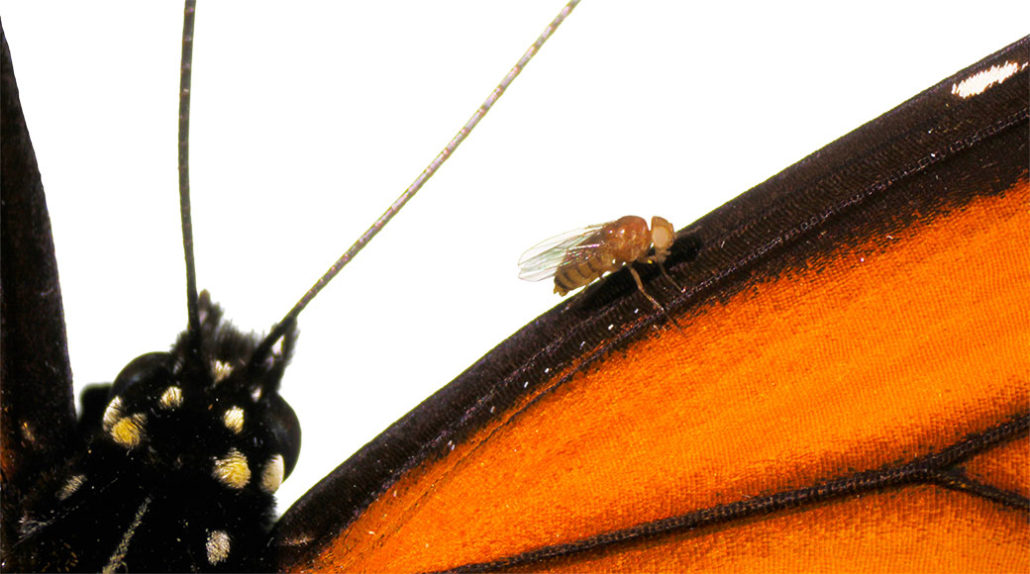 monarch butterfly and fruit fly