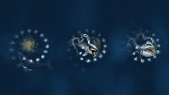 humpback whale bubble net