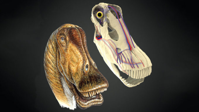 Diplodocus dino head