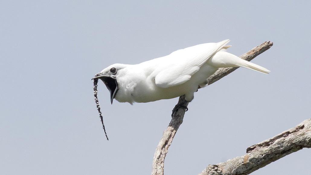 White bellbirds have the loudest known mating call of any bird