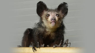 aye-aye