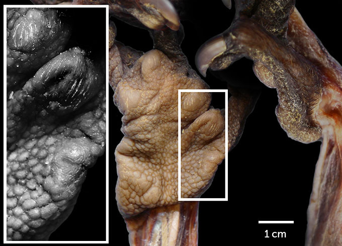 aye-aye pseudothumb