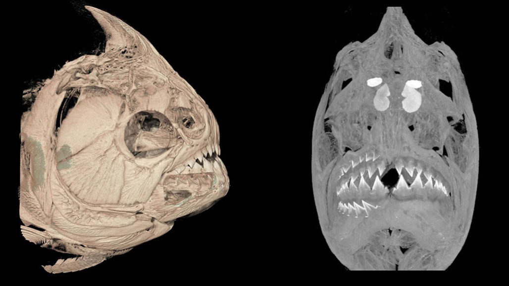 Piranha skull scan