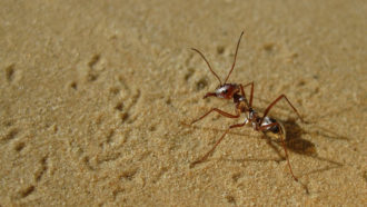 Saharan silver ant