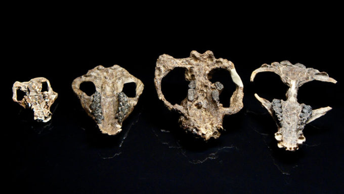 mammal skulls