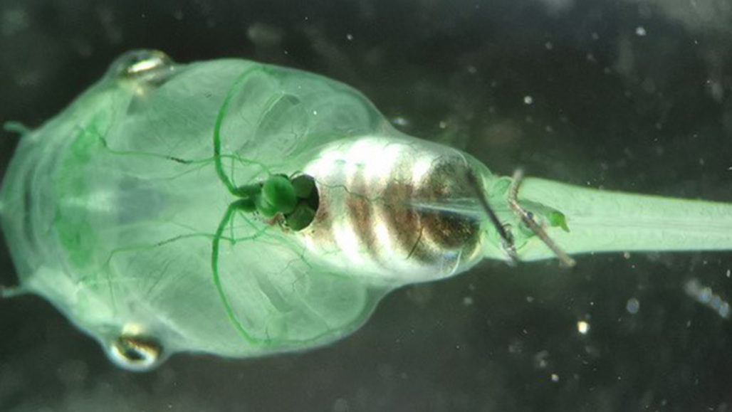 Algae inside blood vessels could act as oxygen factories Algae inside blood vessels could act as oxygen factories