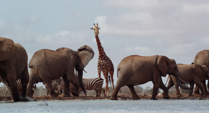 Kenya savanna watering hole