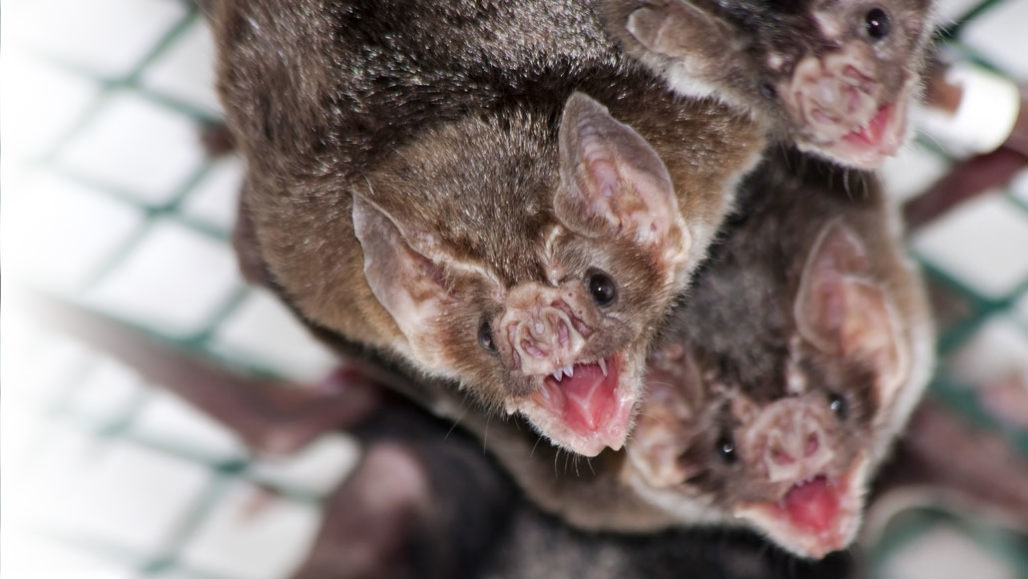 Vampire bat friendships endure from captivity to the wild ...