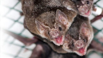 vampire bats