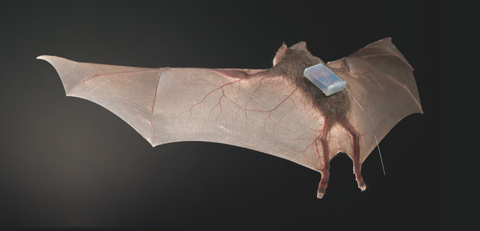vampire bat