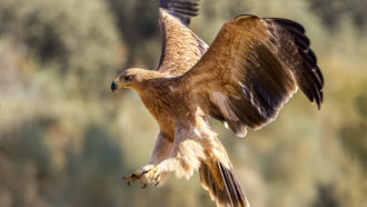 eagle