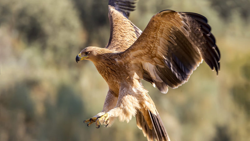 eagle
