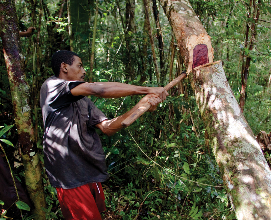 tree chopping