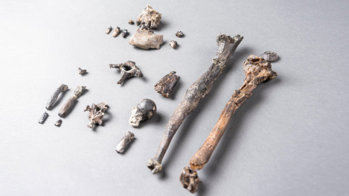 ancient ape bones