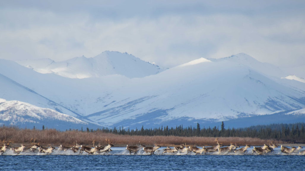 Caribou migrate farther than any other known land animal Caribou migrate farther than any other known land animal