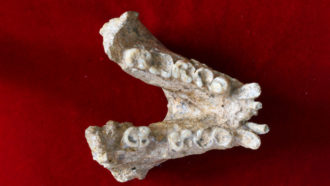 jaw bone