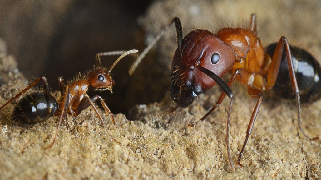 Florida carpenter ants