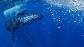 Humpback whale