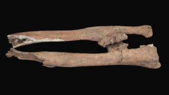 Egyptian warrior bones
