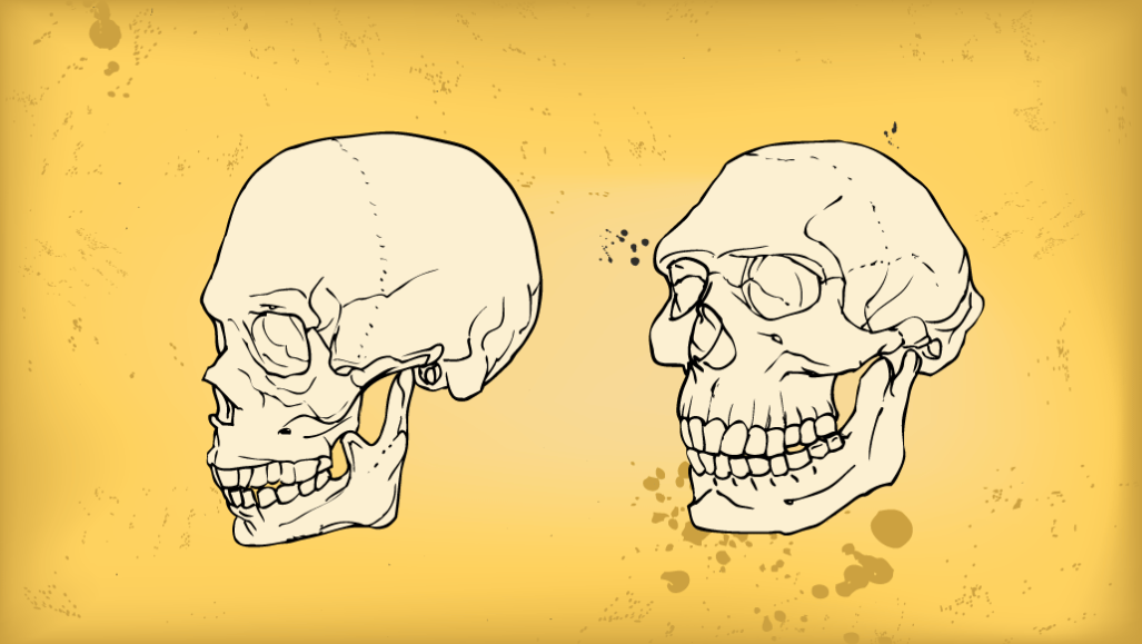 Illustration of a modern human skull and a Neandertal skull