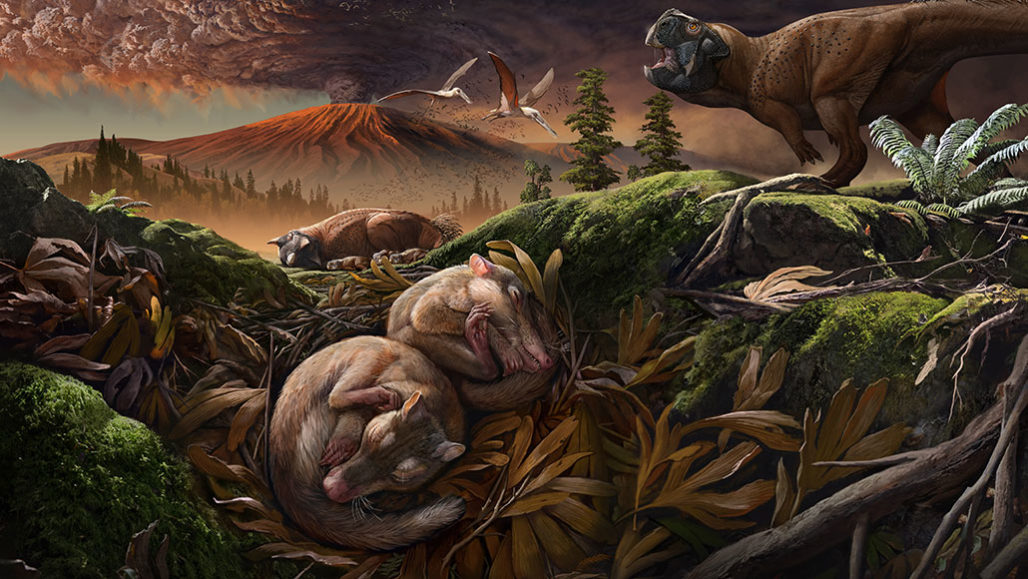 Origolestes lii, shown in the foreground in this artist’s rendition, was a shrew-sized mammal that lived about 123 million years ago in an ecosystem known as the Jehol Biota in what’s now China. By Chuang Zhao