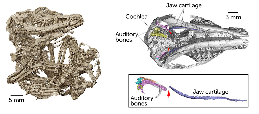 skeleton and skull of Origolestes lii