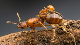 rodeo ant