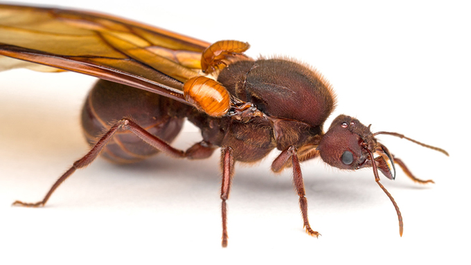 roach