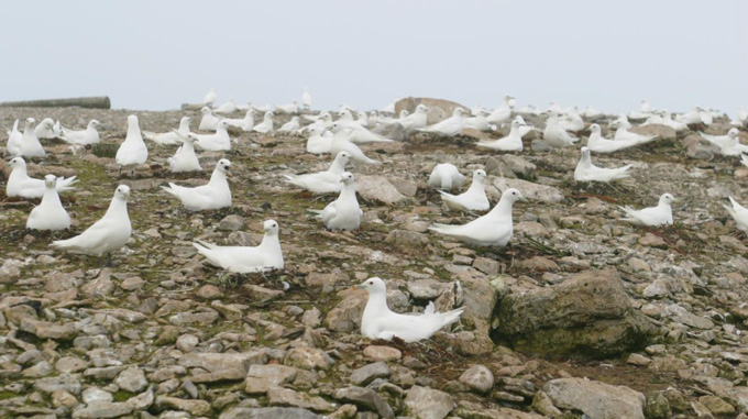 ivory gulls