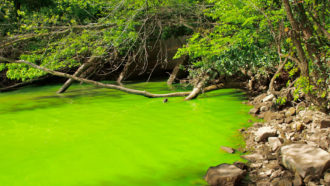 algal bloom