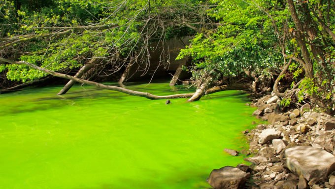 algal bloom