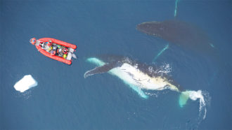 whale