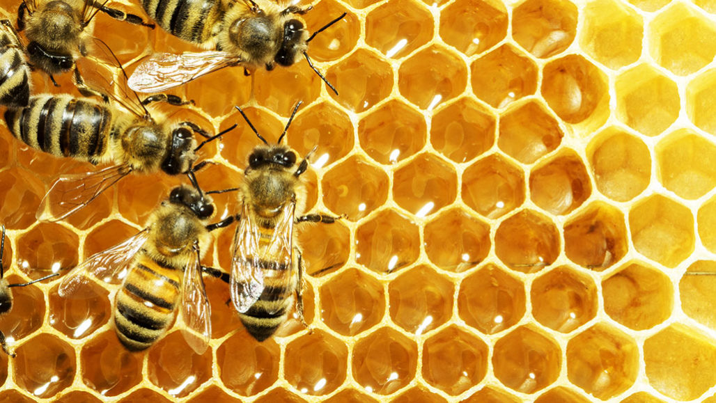 honeybee
