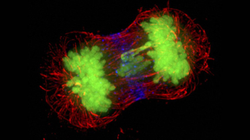 chromosome