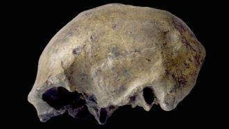 Homo erectus skullcap