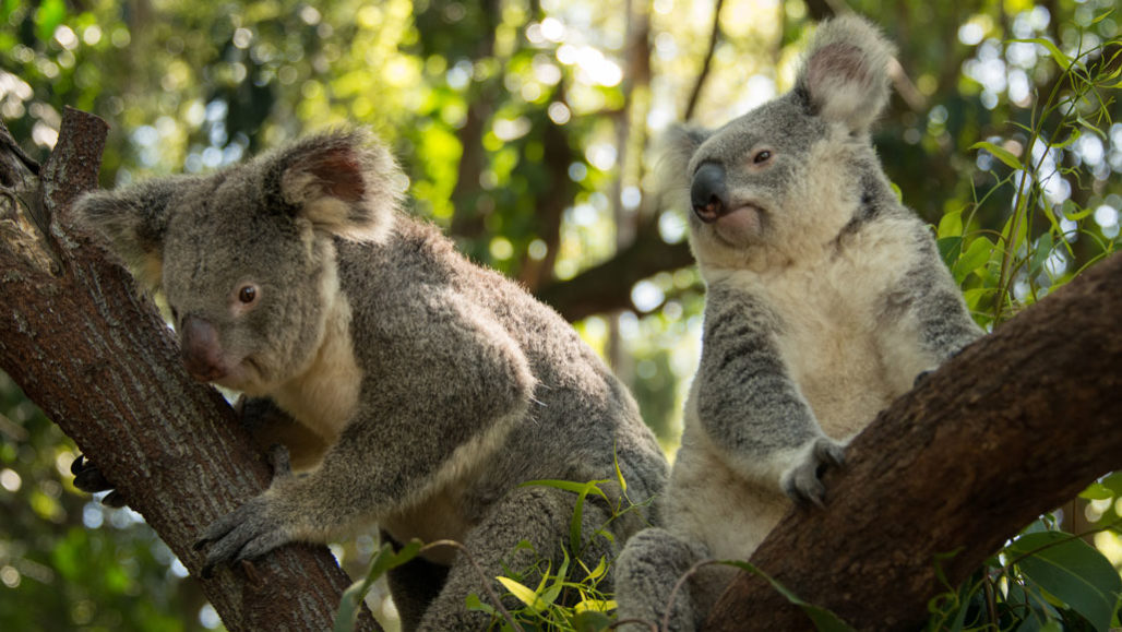 Koalas Aren T Primates But They Move Like Monkeys In Trees