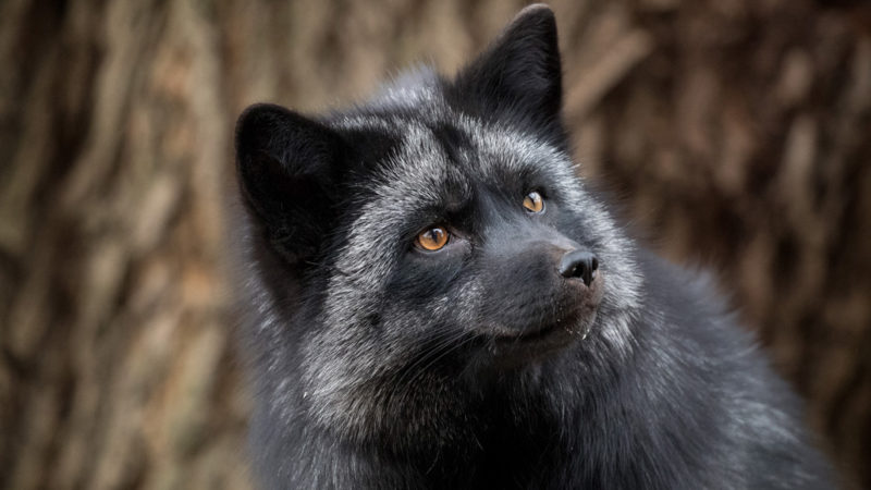 Foxes Bred For Tameness May Not Be The Domestication Story We Thought Science News,Ornamental Grass With Purple Flowers