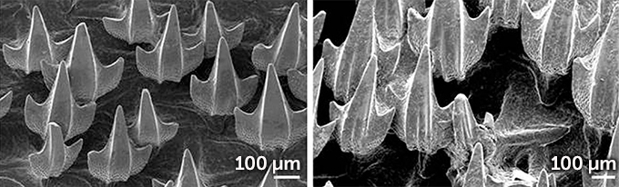 puffadder shyshark denticles