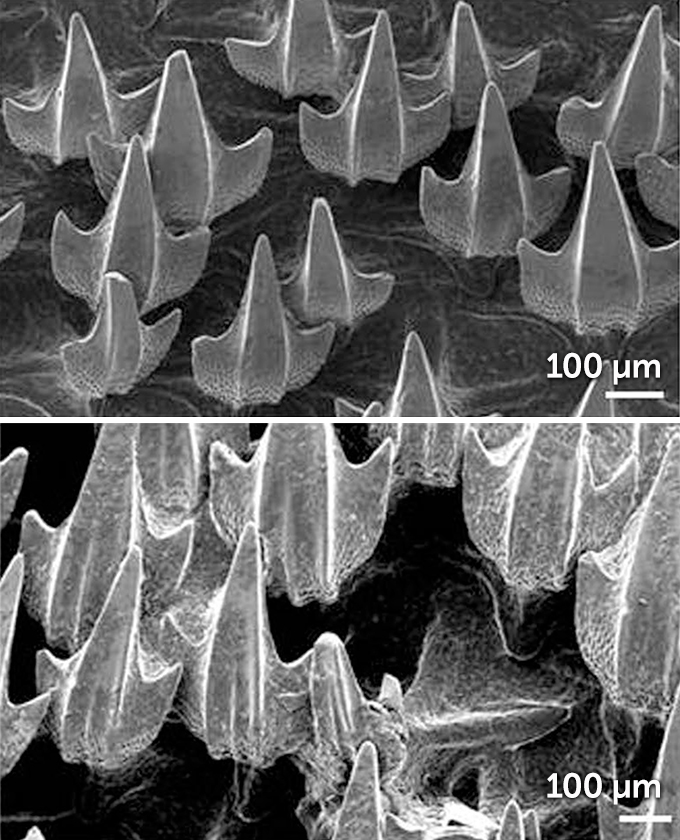 puffadder shyshark denticles