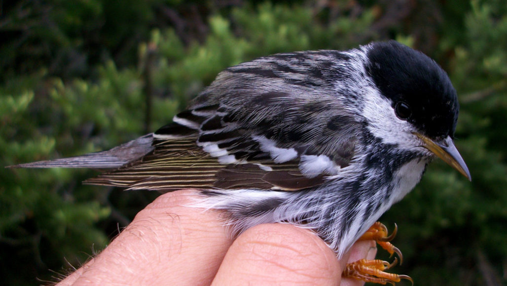 A naturalist writes an homage to bird migration
