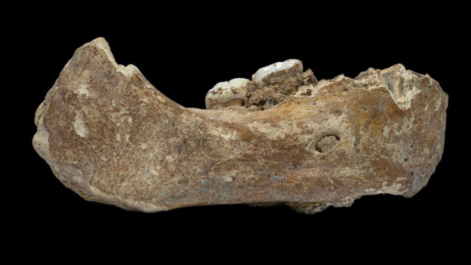 partial Denisovan jaw