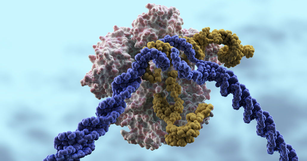 Cas9 protein