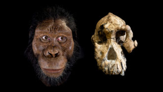 Australopithecus anamensis reconstruction and skull
