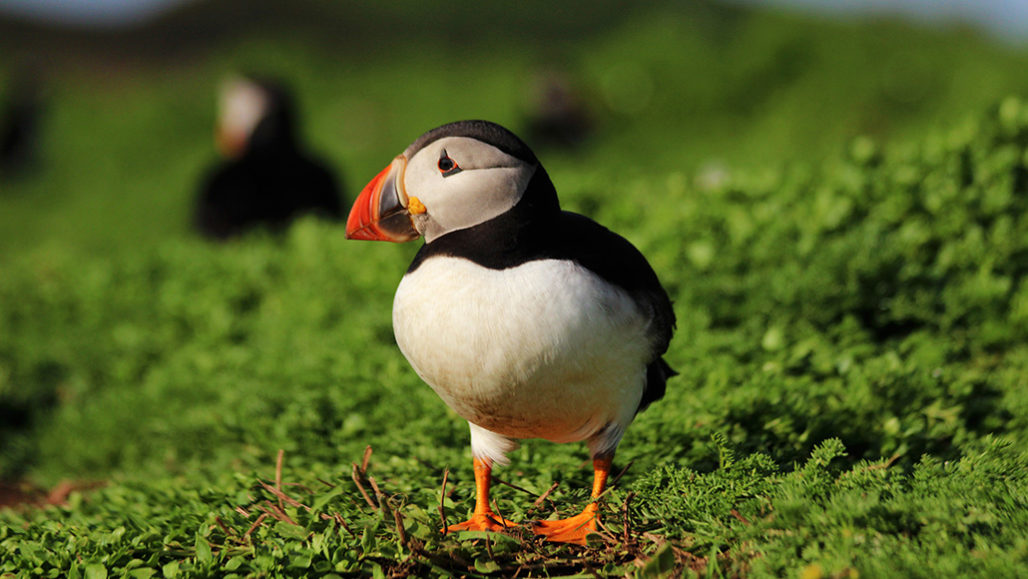 Atlantic puffin