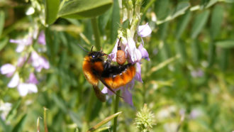 bumblebee
