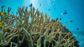 reef damselfish